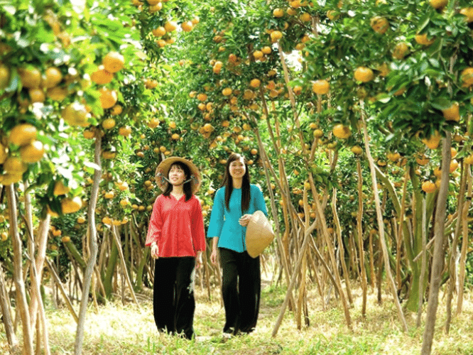Tour Du Lịch Miền Tây: Khám Phá Chợ Nổi Cái Bè, Cù Lao Tân Phong và Vườn Trái Cây