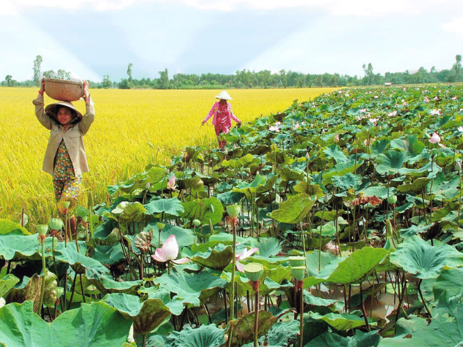 Tour Miền Tây Tiền Giang - Bến Tre - Đồng Tháp - Cần Thơ