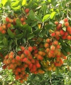 TOUR THAM QUAN CHỢ NỔI CÁI BÈ - CÙ LAO TÂN PHONG - VƯỜN TRÁI CÂY 1 NGÀY