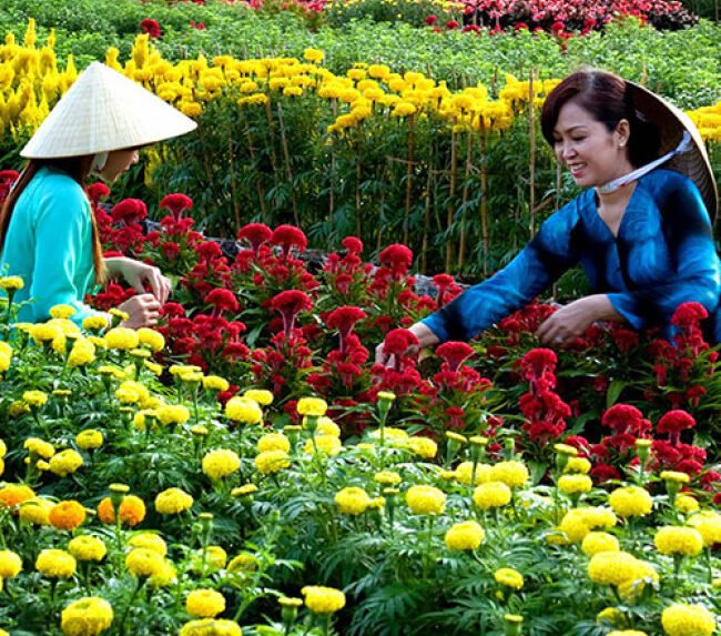 TOUR MIỀN TÂY 77: SGN - LÀNG HOA SA ĐÉC - CHÙA LÁ SEN - CẦN THƠ - ĂN TỐI DU THUYỀN 5 SAO - CHỢ NỔI CÁI RĂNG - VƯỜN TRÁI