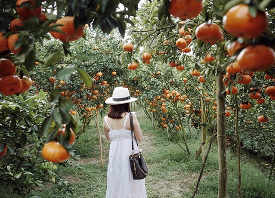 TOUR MIỀN TÂY ĐỒNG THÁP – LÀNG HOA SA ĐÉC- HAPPY LAND HÙNG THY – VƯỜN QUÝT HỒNG LAI VUNG – CHÙA LÁ SEN 1 NGÀY