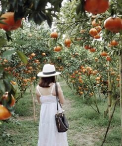 TOUR MIỀN TÂY ĐỒNG THÁP - LÀNG HOA SA ĐÉC- HAPPY LAND HÙNG THY - VƯỜN QUÝT HỒNG LAI VUNG - CHÙA LÁ SEN 1 NGÀY