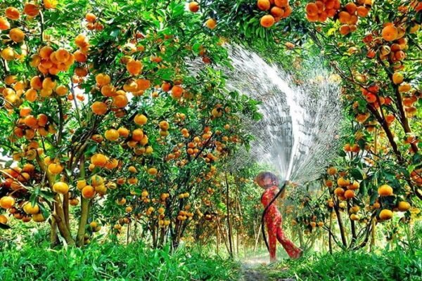 Tại sao du khách nước ngoài lại mê mẩn vẻ đẹp bình dị của những vườn trái cây miền Tây