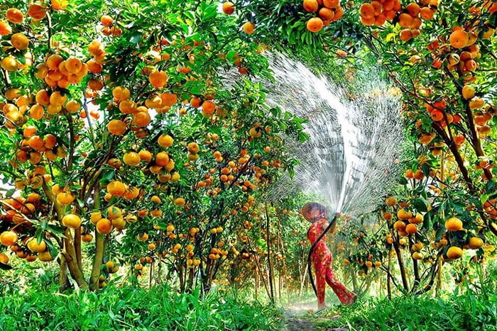 vườn trái cây miền Tây