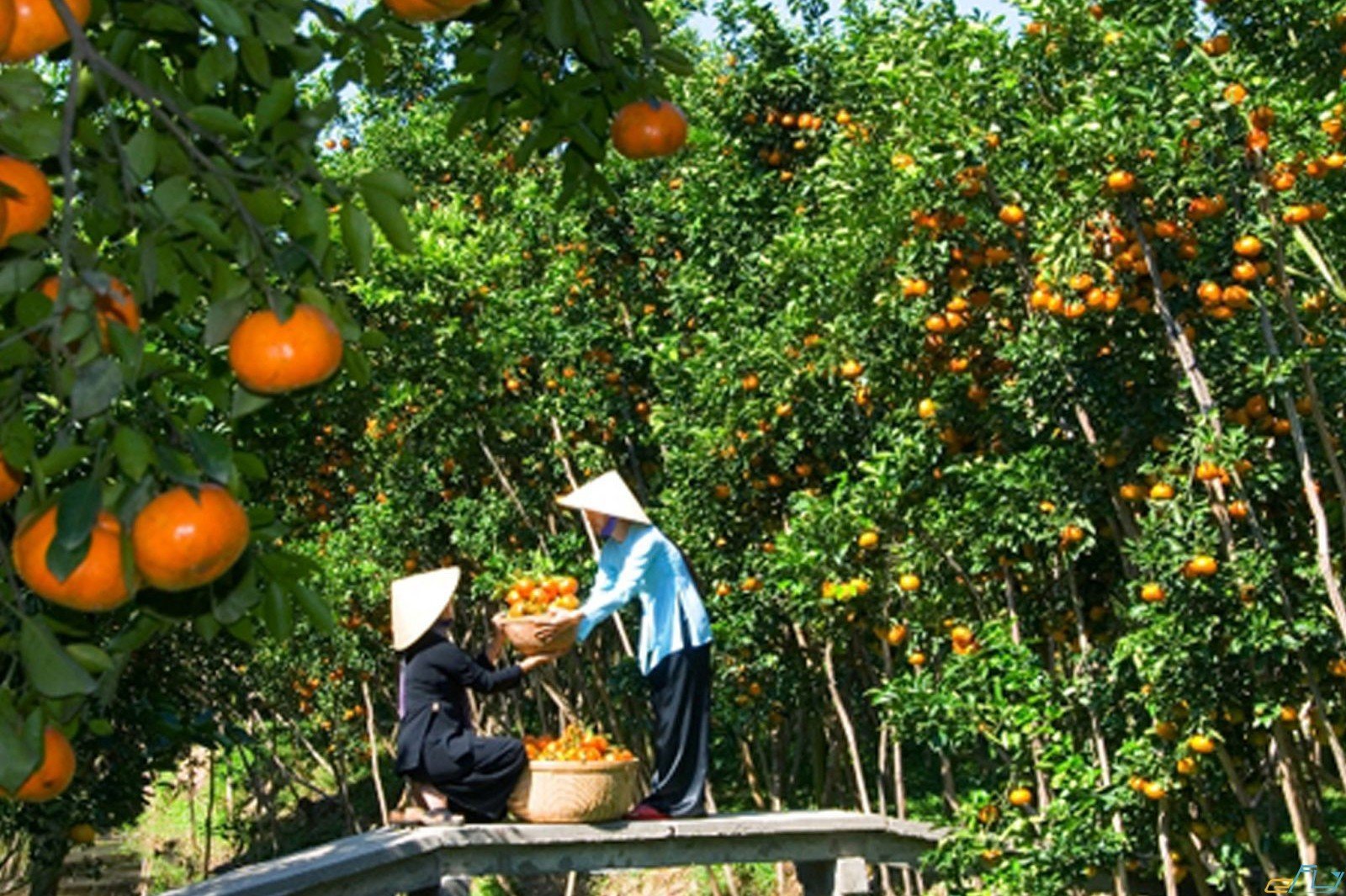 vườn trái cây miền Tây - Không gian xanh mát và yên bình