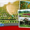 TOUR MIỀN TÂY ĐỒNG THÁP - LÀNG HOA SA ĐÉC- HAPPY LAND HÙNG THY - VƯỜN QUÝT HỒNG LAI VUNG - CHÙA LÁ SEN 1 NGÀY