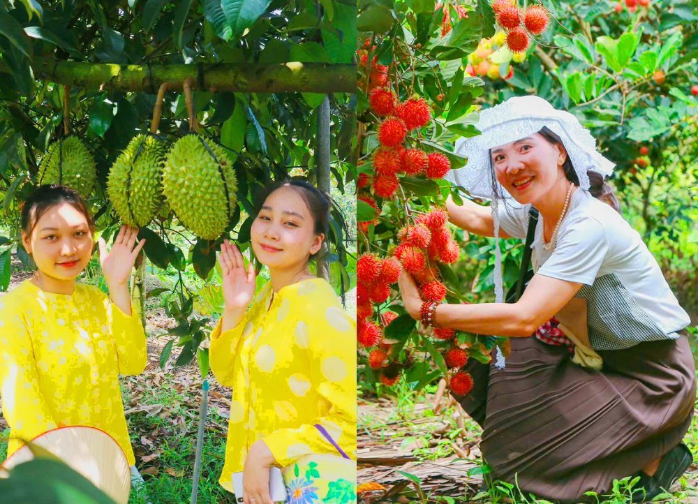 TOUR SÀI GÒN – CẦN THƠ 1 NGÀY. TỰ HÁI TRÁI CÂY TẠI VƯỜN