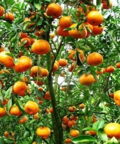 TOUR MIỀN TÂY ĐỒNG THÁP - LÀNG HOA SA ĐÉC- HAPPY LAND HÙNG THY - VƯỜN QUÝT HỒNG LAI VUNG - CHÙA LÁ SEN 1 NGÀY