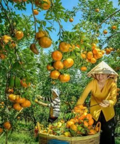 TOUR MIỀN TÂY ĐỒNG THÁP - LÀNG HOA SA ĐÉC- HAPPY LAND HÙNG THY - VƯỜN QUÝT HỒNG LAI VUNG - CHÙA LÁ SEN 1 NGÀY