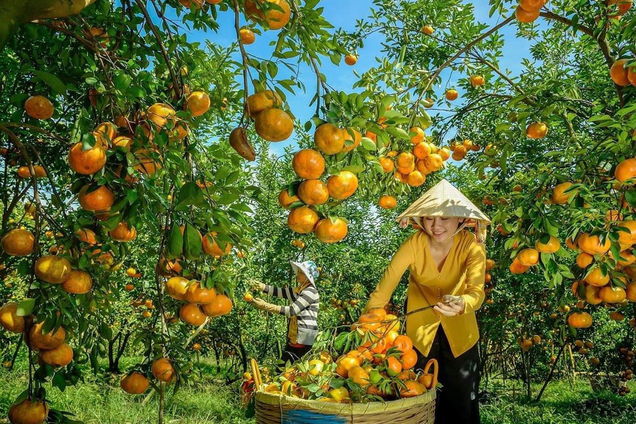 TOUR MIỀN TÂY ĐỒNG THÁP - LÀNG HOA SA ĐÉC- HAPPY LAND HÙNG THY - VƯỜN QUÝT HỒNG LAI VUNG - CHÙA LÁ SEN 1 NGÀY