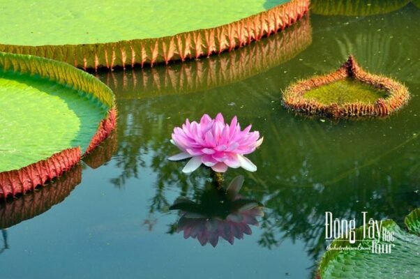 Bí quyết săn ảnh đẹp tại những cánh đồng sen Đồng Tháp mùa nước nổi