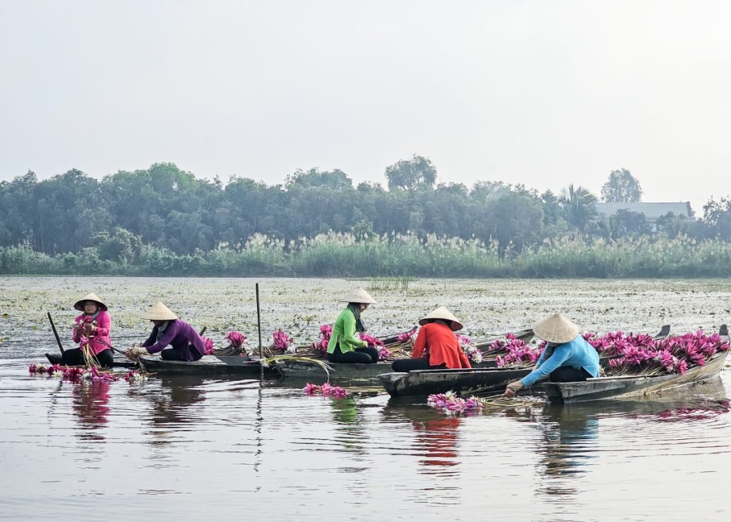 lễ hội sông nước Đồng Tháp Mười - Quá trình phát triển và giá trị văn hóa đương đại