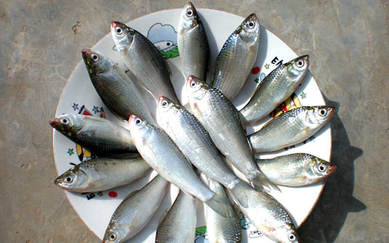 các món ăn từ cá linh - Những món ngon không thể bỏ qua