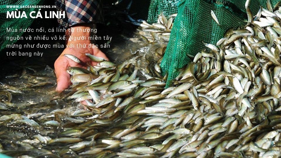 các món ăn từ cá linh