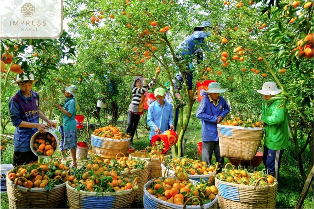 trái cây đặc sản miền Tây - 2. Vú sữa Lò Rèn